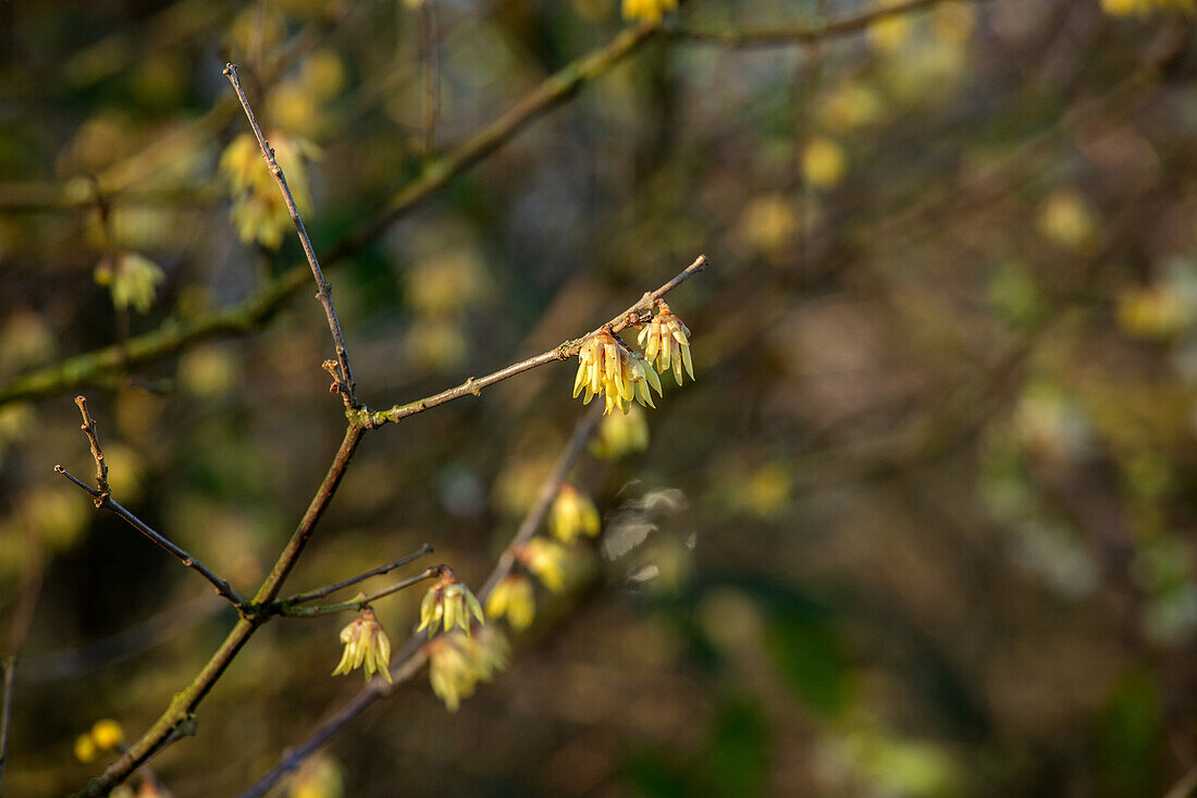 Chimonanthus praecox