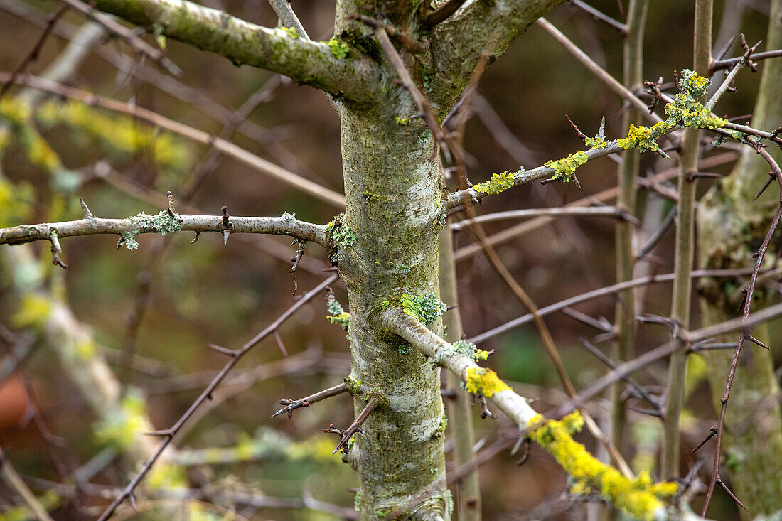 Crataegus laevigata