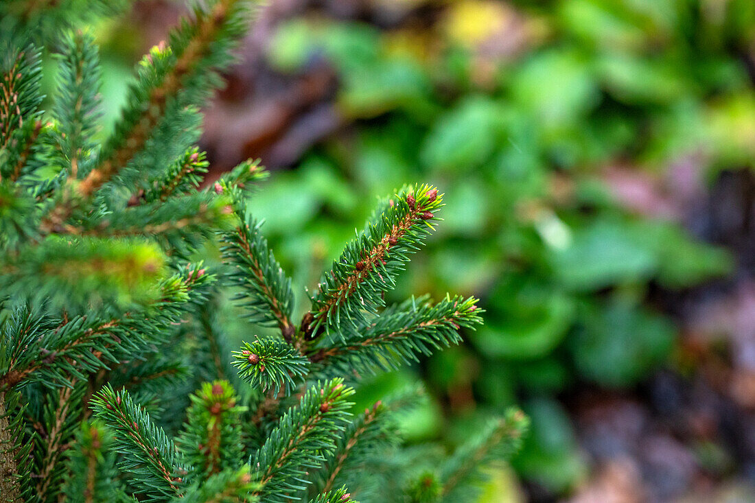 Picea abies 'Will's Dwarf'