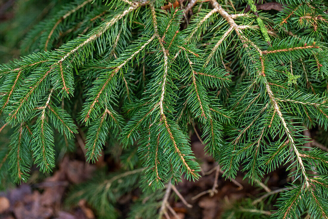 Picea abies 'Formanek'