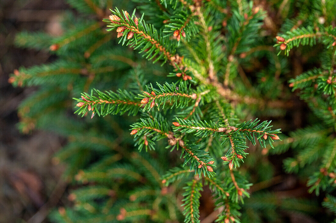 Picea abies 'Pygmaea'