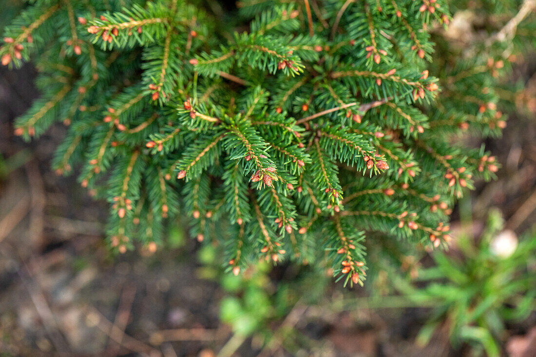 Picea abies 'Nana Compacta'