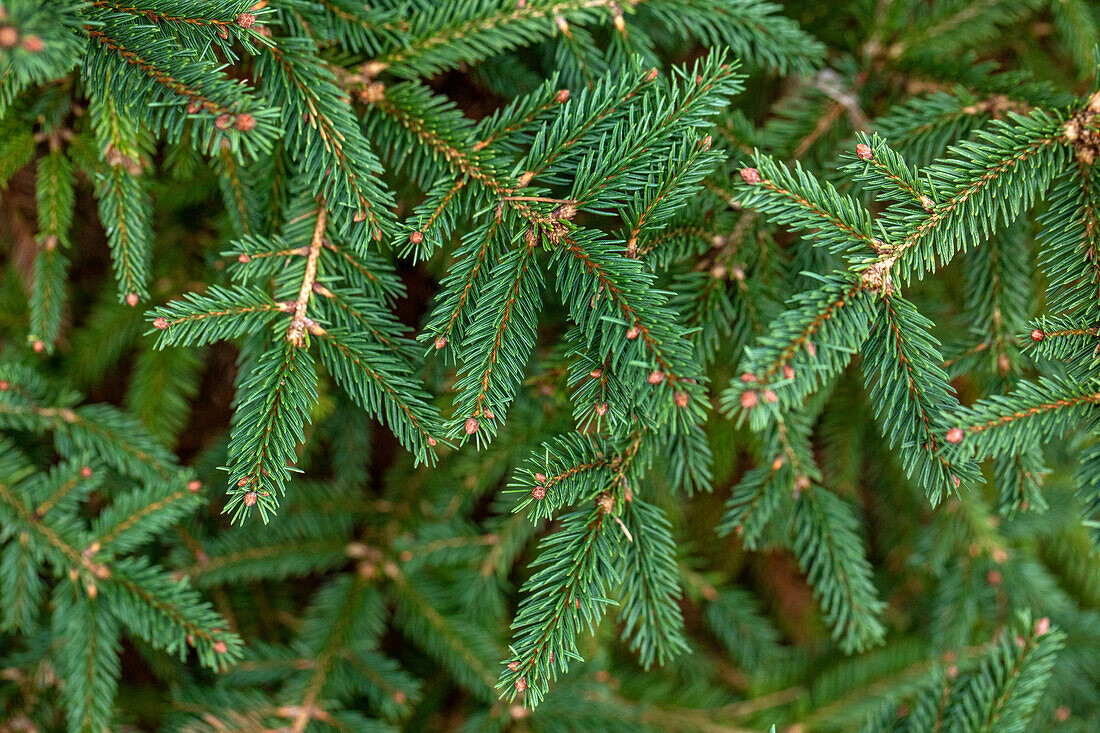 Picea abies 'Compacta'