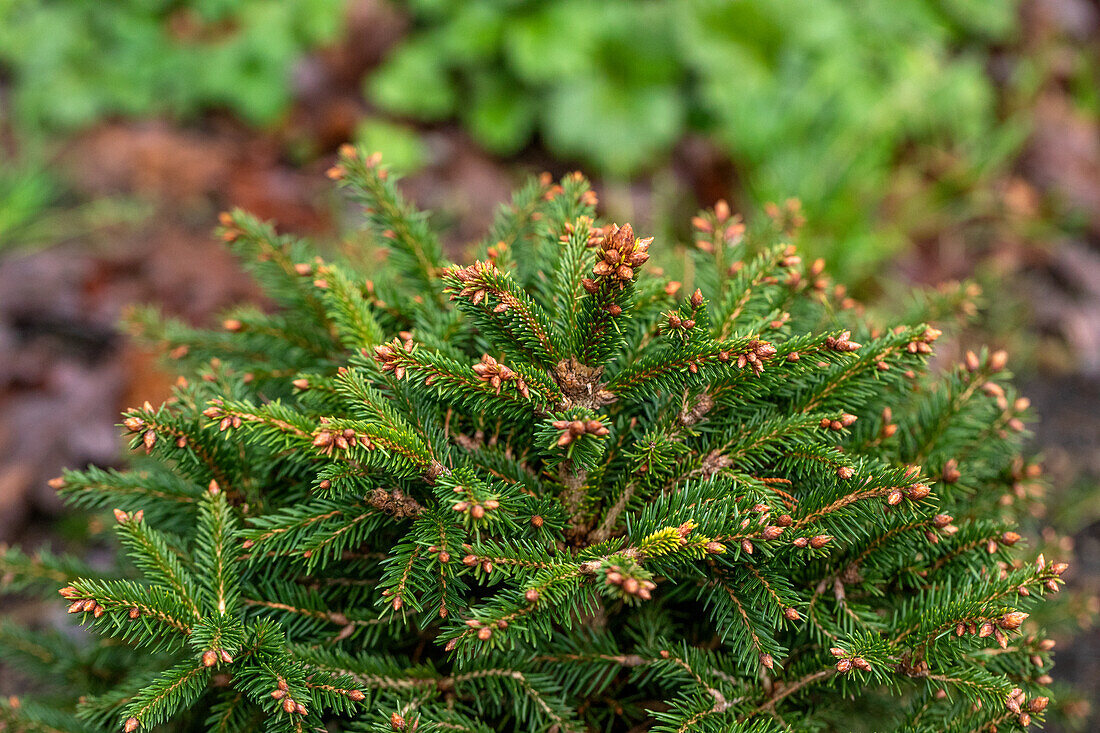 Picea abies 'Ohlendorffii'