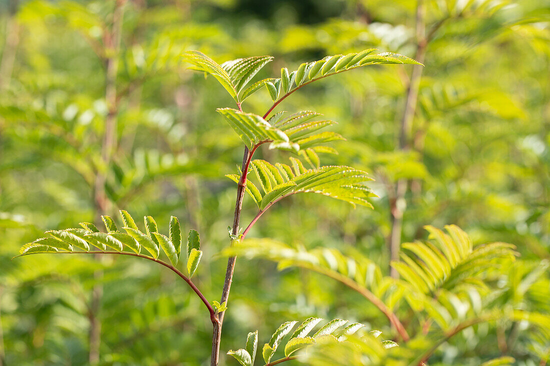 Sorbus 'Joseph Rock'