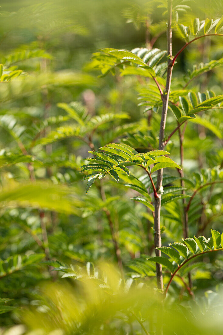 Sorbus 'Joseph Rock'