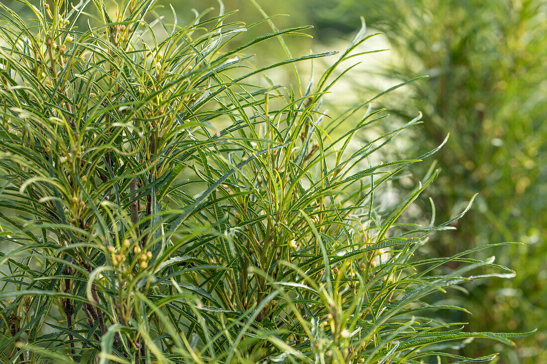 Frangula alnus 'Fine Line'®