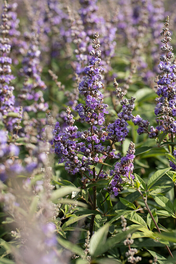 Vitex agnus-castus f. latifolia