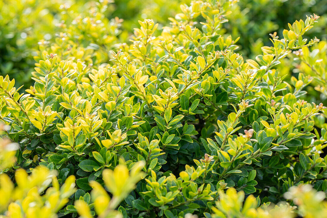 Ilex crenata 'Golden Gem'