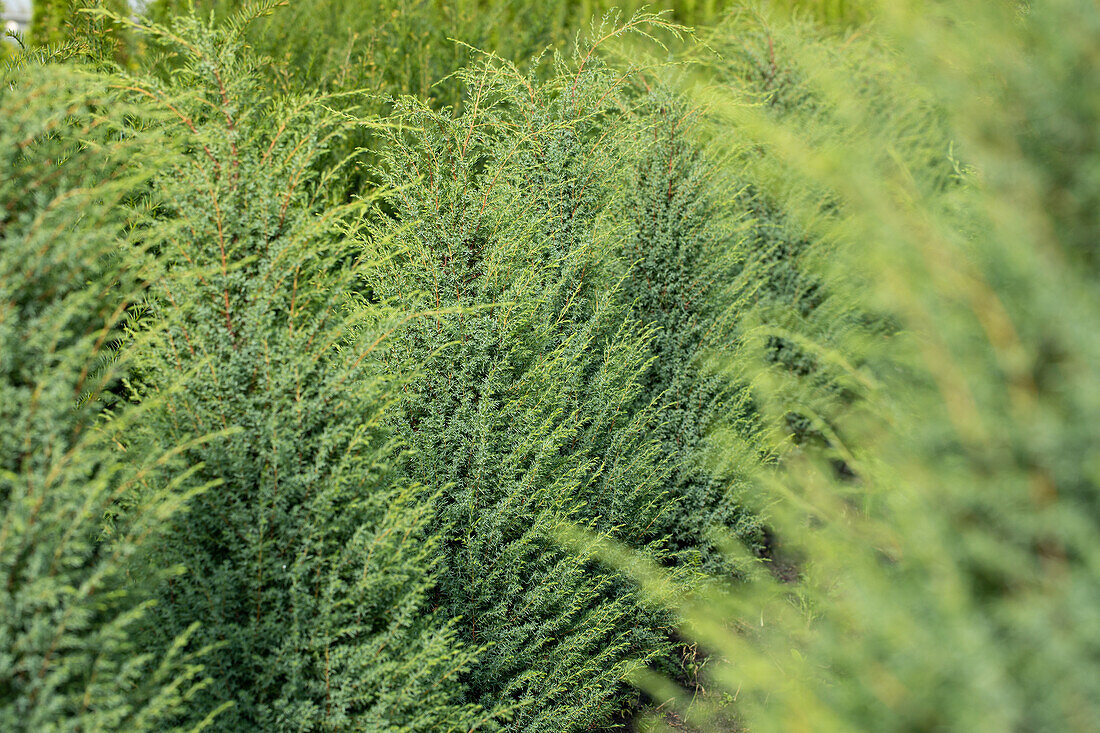 Juniperus communis 'Hibernica'