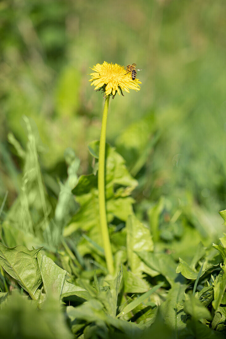 Taraxacum officinale