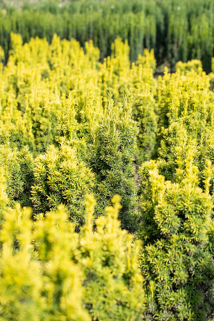 Taxus baccata 'Fastigiata Aureomarginata'