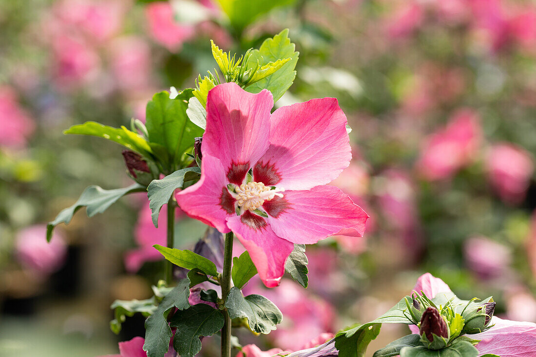 Hibiscus syriacus, rot