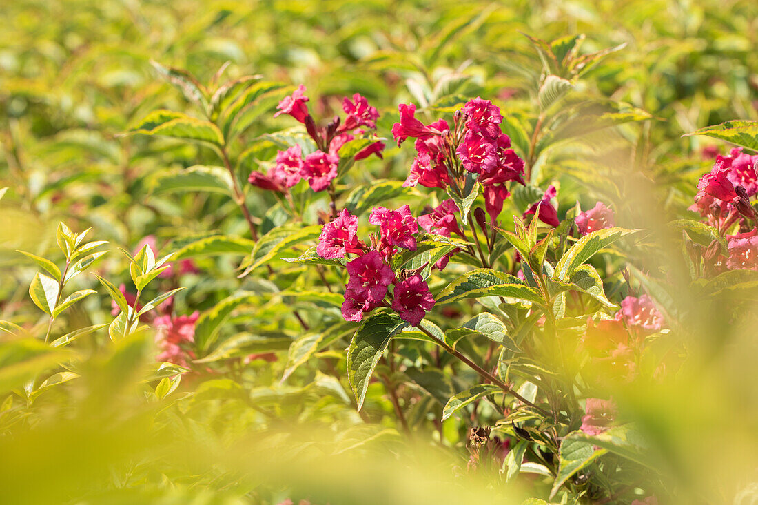 Weigela florida 'Brigela'®