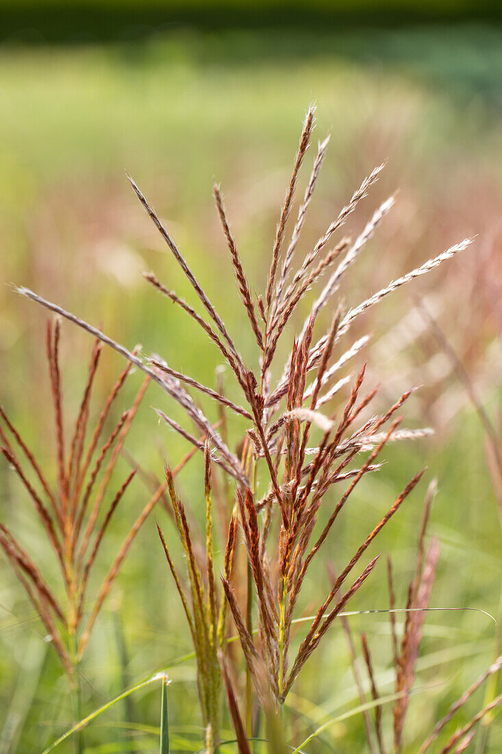 Miscanthus sinensis 'Ferner Osten'