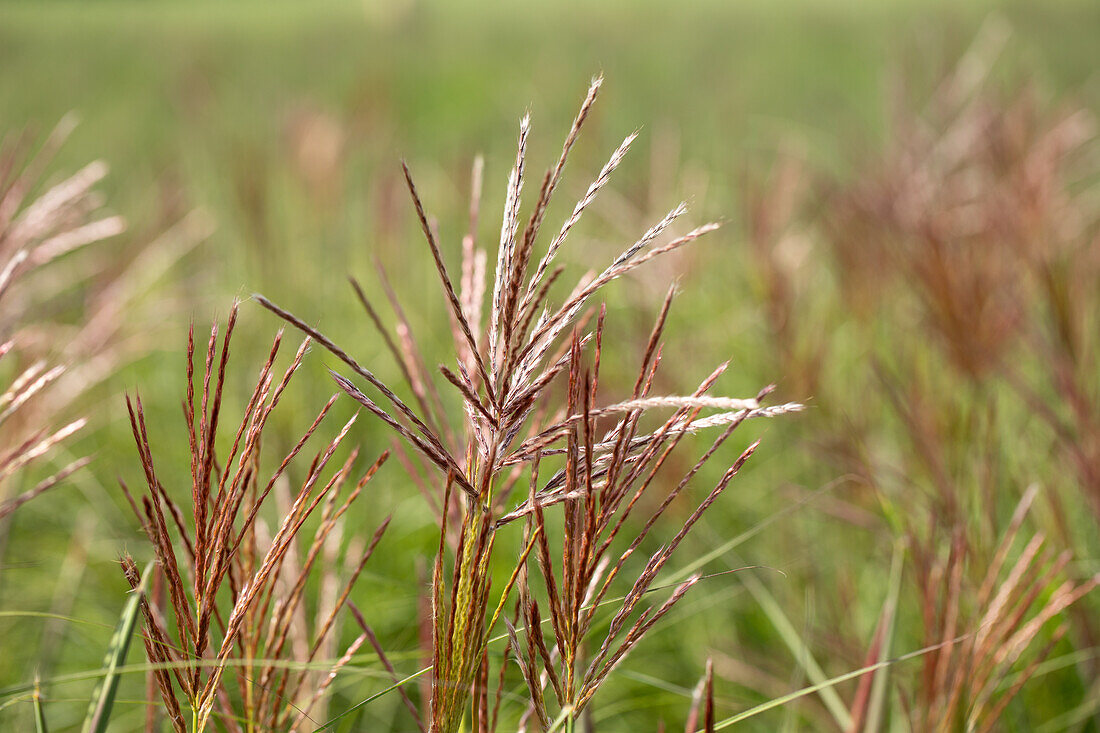 Miscanthus sinensis 'Ferner Osten'