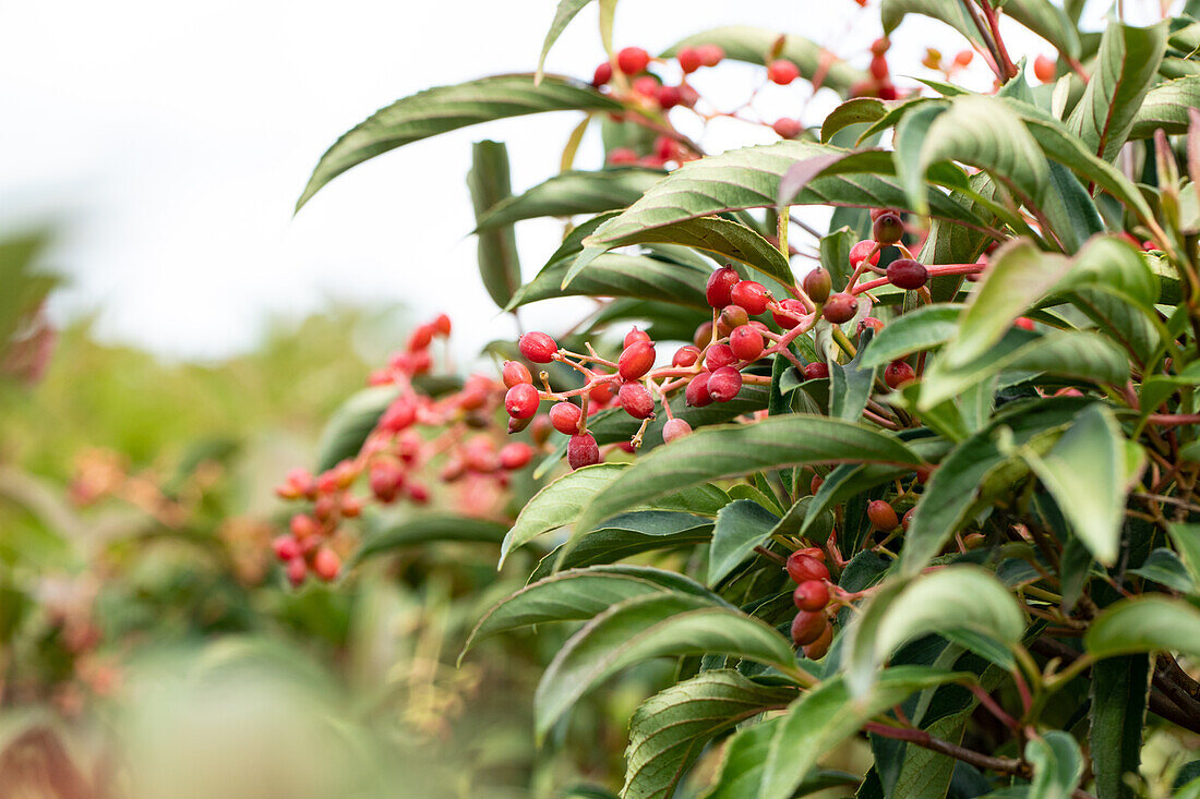 Viburnum plicatum