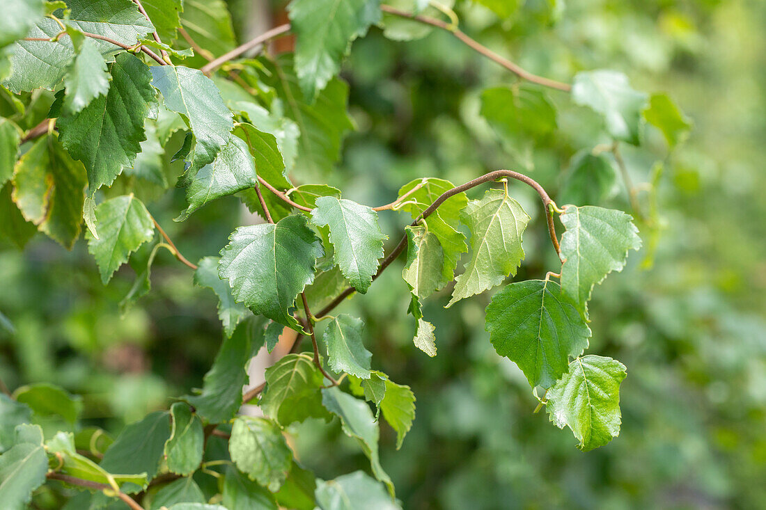 Betula pendula