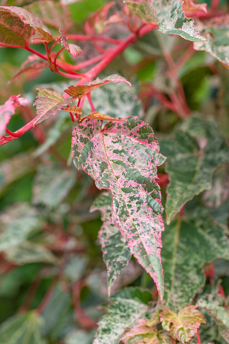 Acer conspicuum 'Red Flamingo'