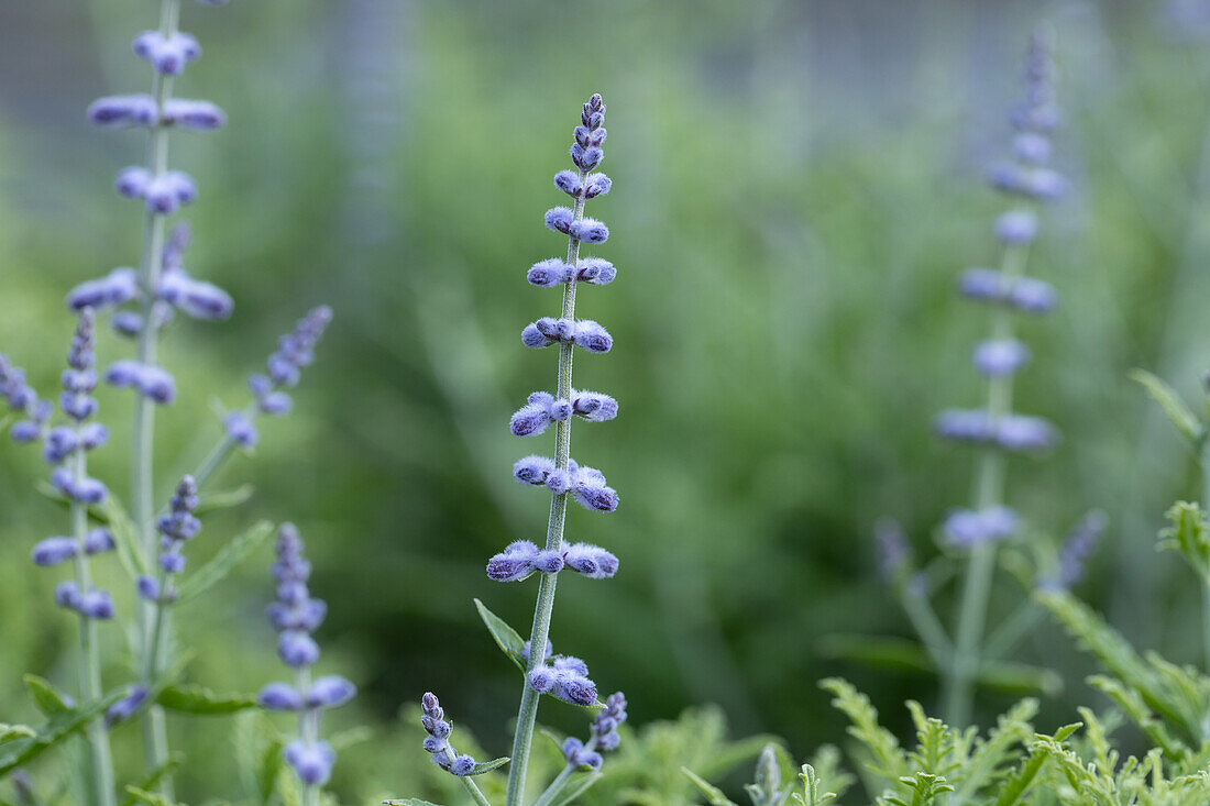 Perovskia atriplicifolia 'Lacey Blue'®