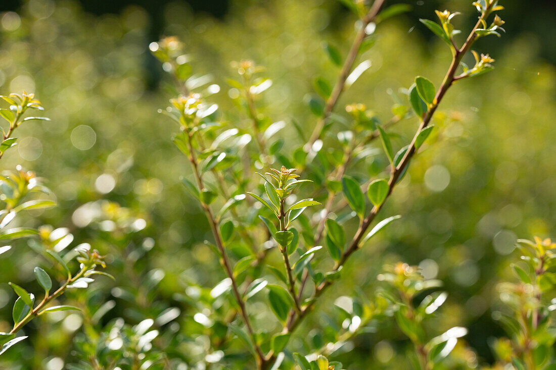 Ilex crenata 'Stokes'