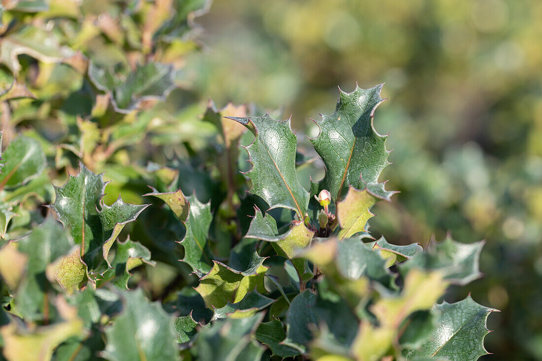 Ilex meserveae 'Blue Angel'®