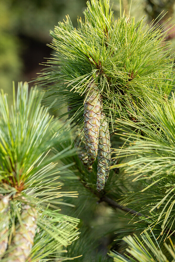 Pinus x schwerinii