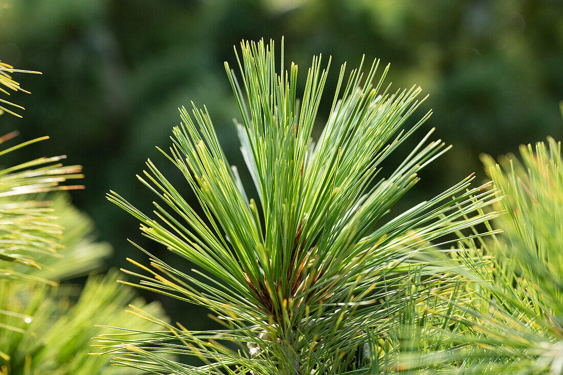 Pinus x schwerinii