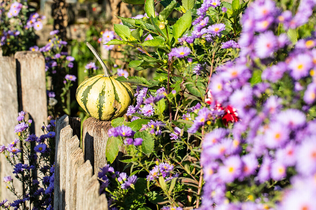Pumpkin on the fence