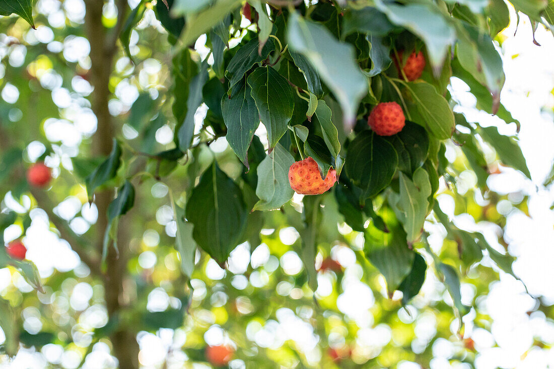 Cornus kousa