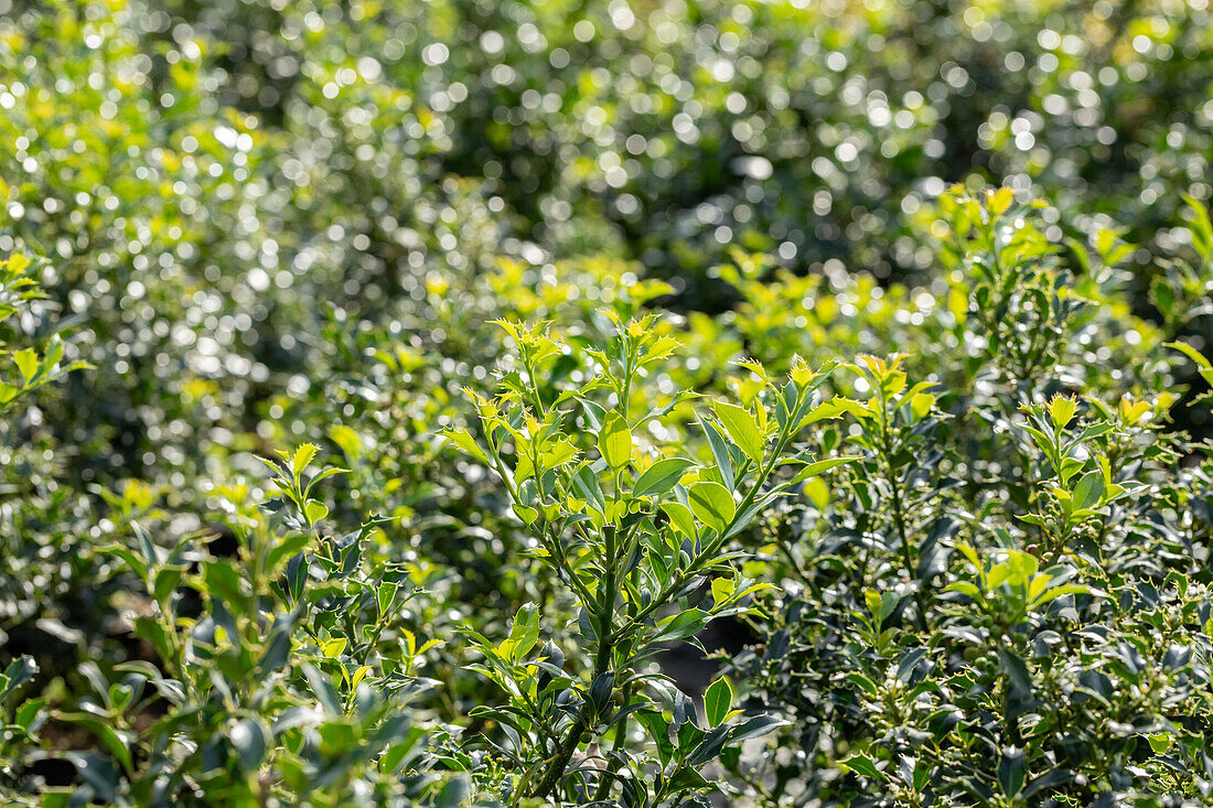 Ilex aquifolium 'Pyramidalis'