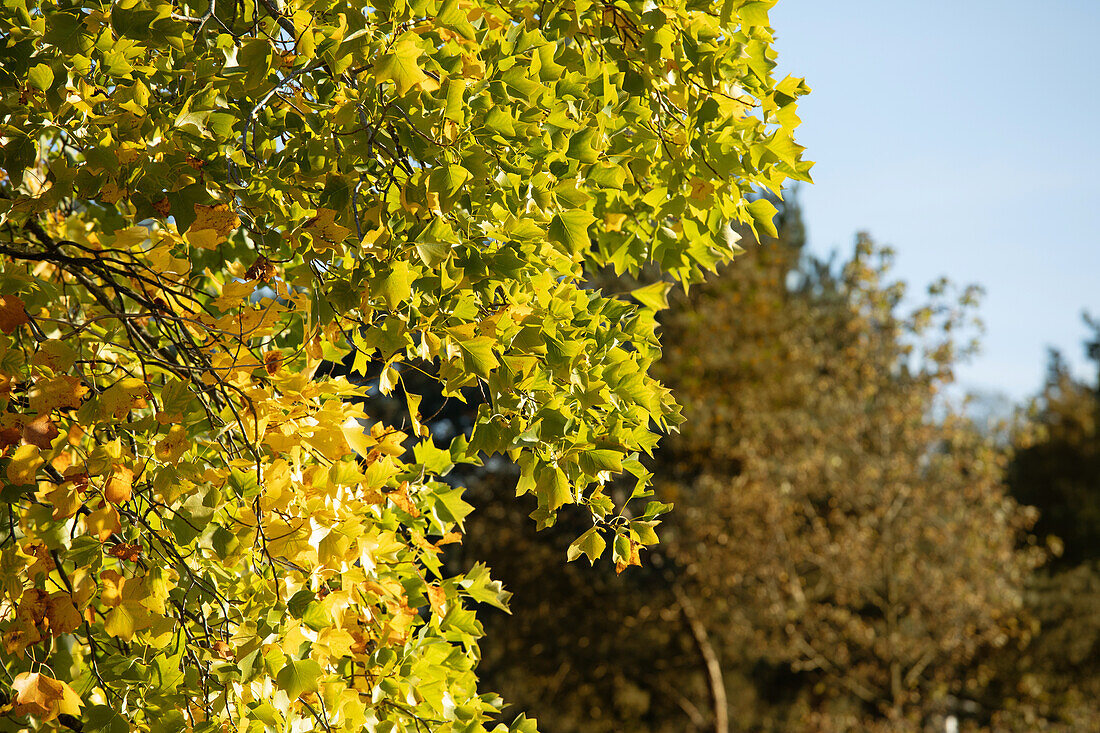 Liriodendron tulipifera