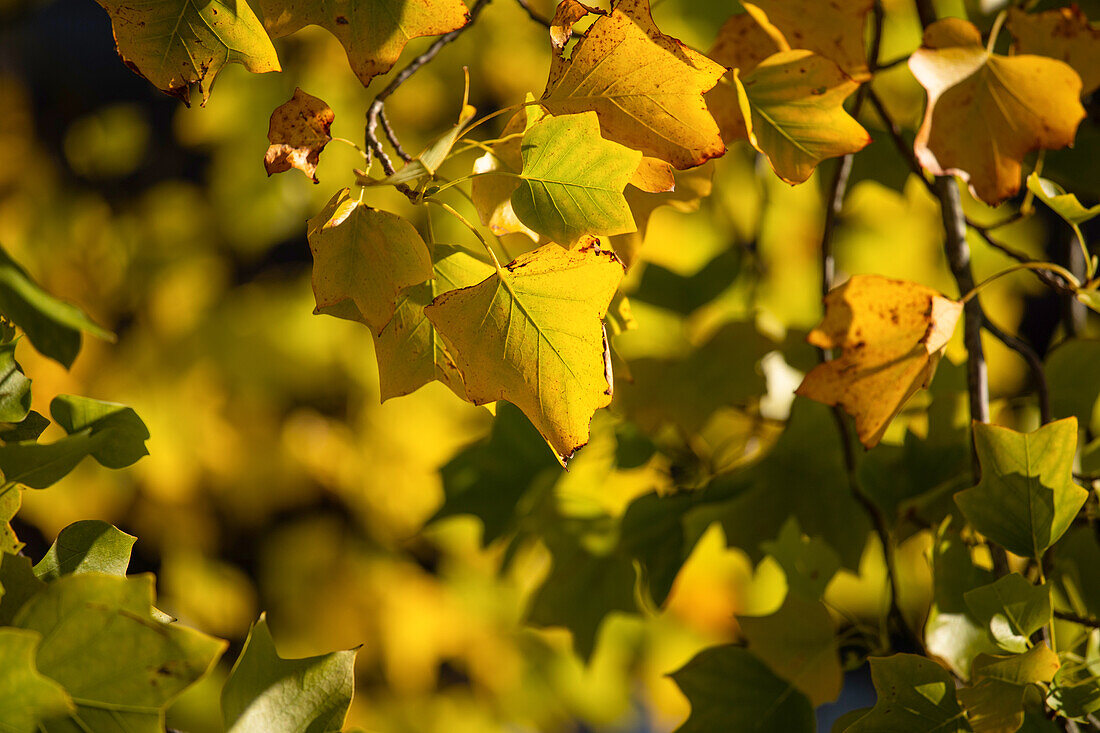 Liriodendron tulipifera