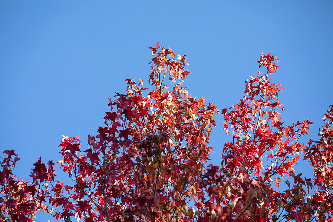 Liquidambar styraciflua