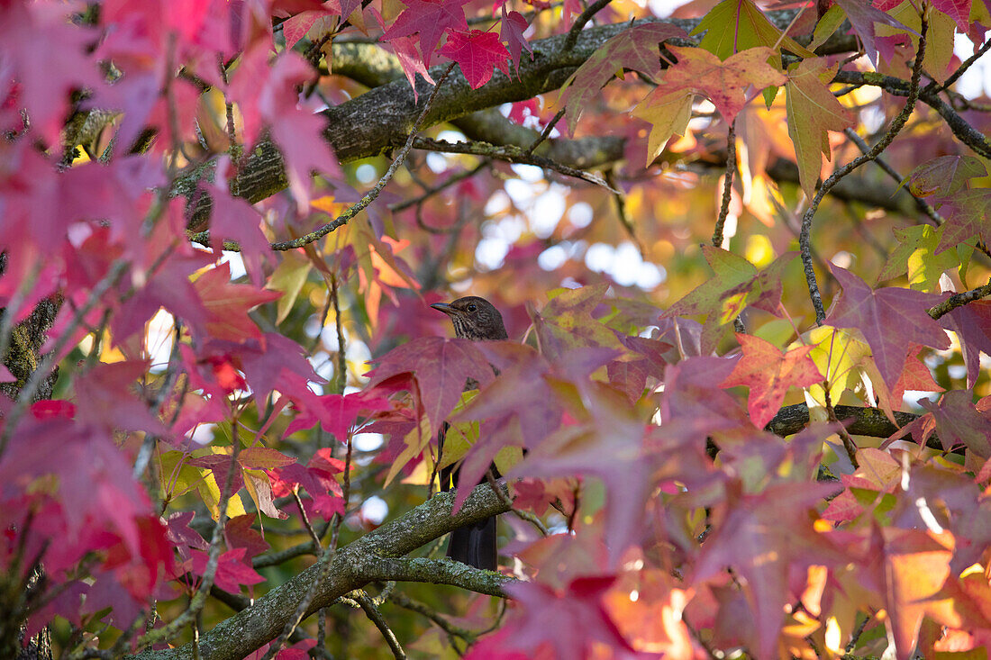 Bird in the tree