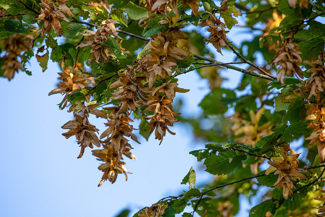 Carpinus betulus