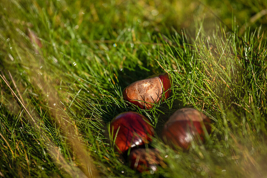 Chestnuts in the grass