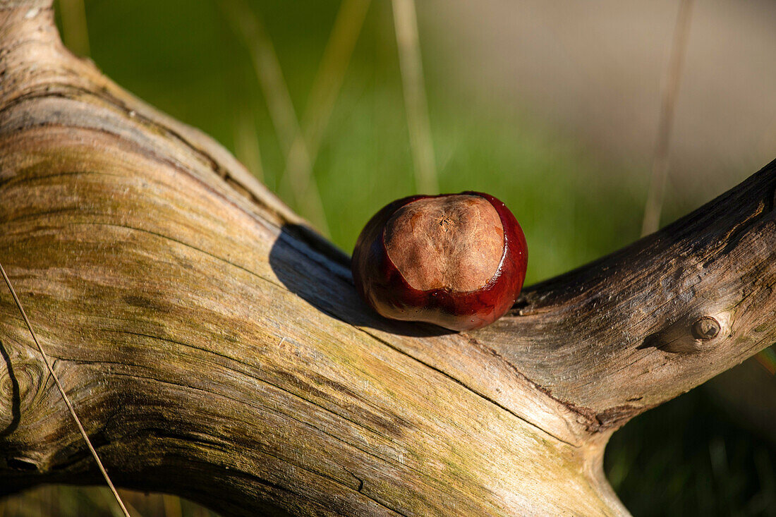 Chestnut on branch