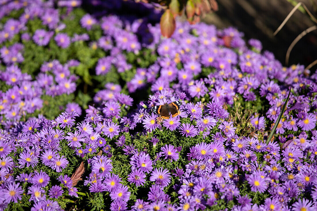 Butterfly on flowers