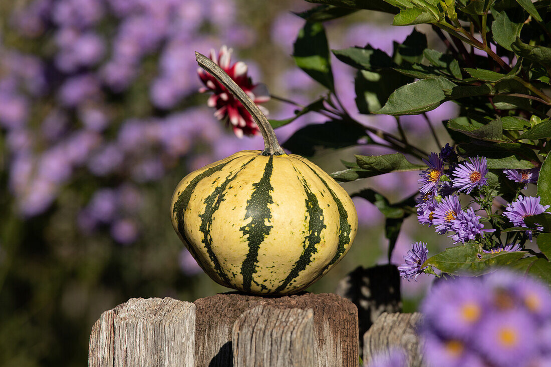 Pumpkin on fence
