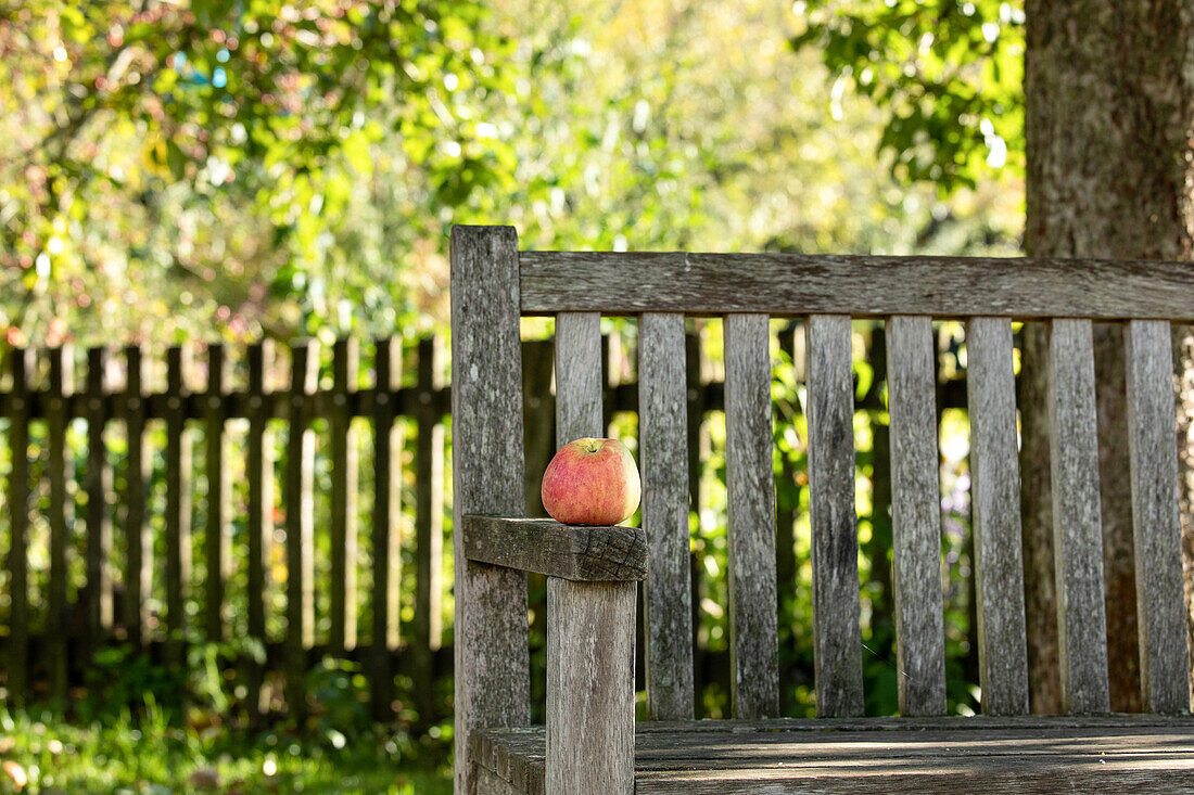 Apple on bench