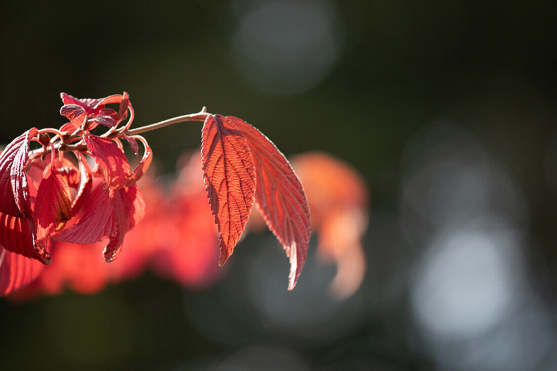 Viburnum plicatum 'Mariesii'