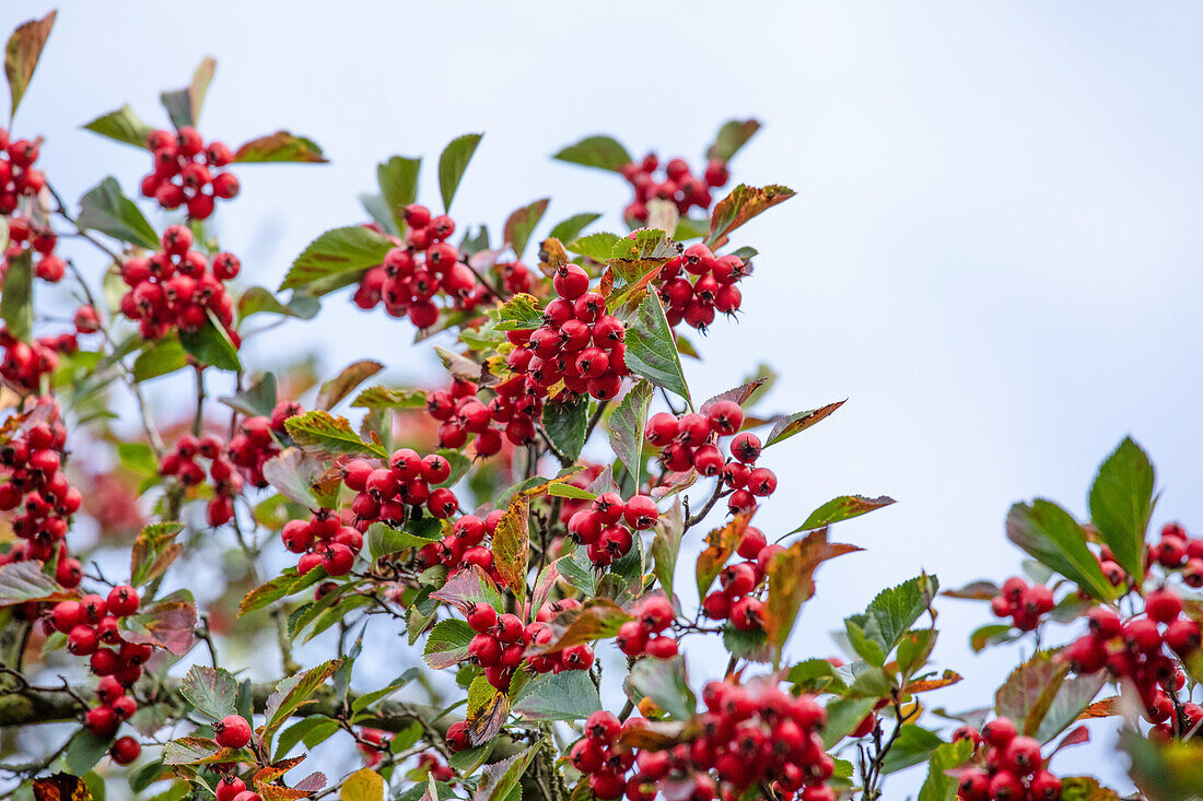 Crataegus persimilis