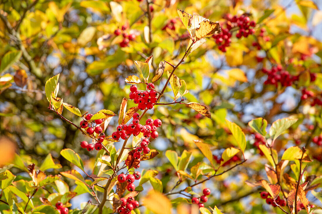 Crataegus persimilis