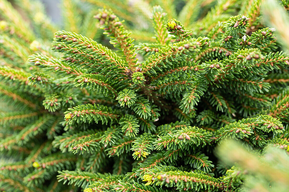 Picea orientalis 'Shadows Broom'