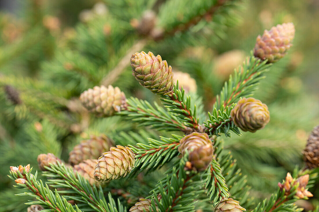 Picea abies 'Pusch'