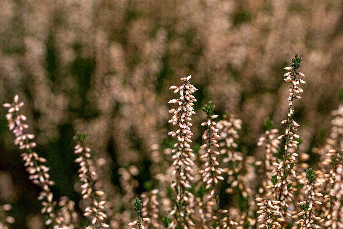 Calluna vulgaris Gardengirls® 'Pink Bettina'