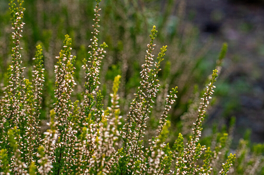 Calluna vulgaris 'Triniti'