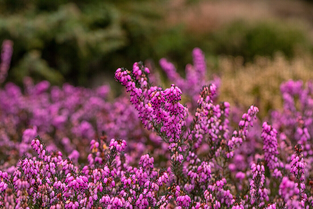 Erica darleyensis 'Rubina'