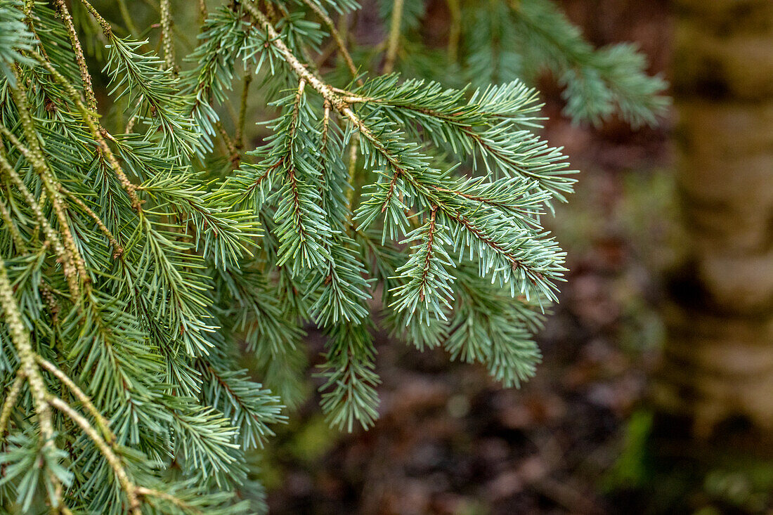 Pseudotsuga menziesii 'Blue Wonder'